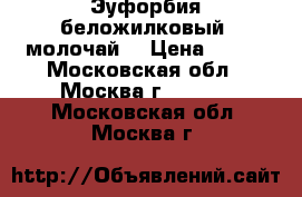 Эуфорбия беложилковый (молочай) › Цена ­ 100 - Московская обл., Москва г.  »    . Московская обл.,Москва г.
